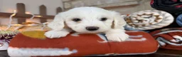 Mixed Breed dogs for sale: Diamond Princess (Girl) - Ad 3