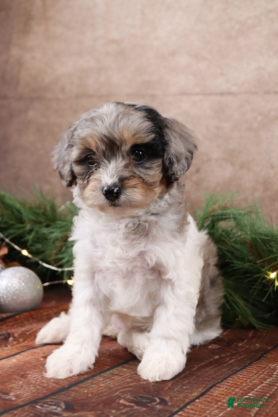 Cavapoo dogs for sale: Angel - Ad 5