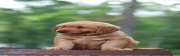 Golden Retriever dogs for sale: Beau - Ad 4