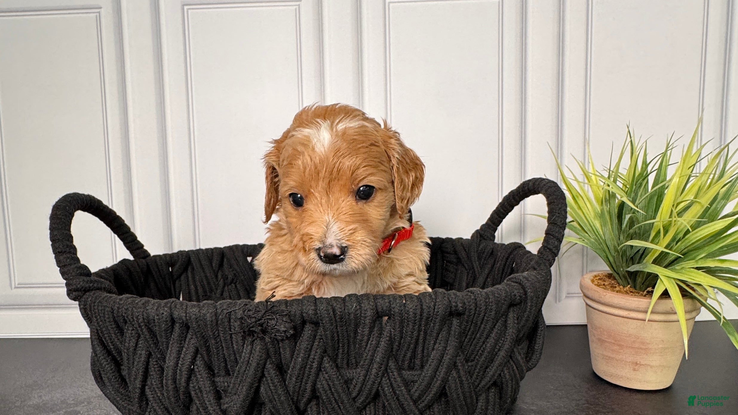 Mini Goldendoodle dogs Winston F One - Ad 8