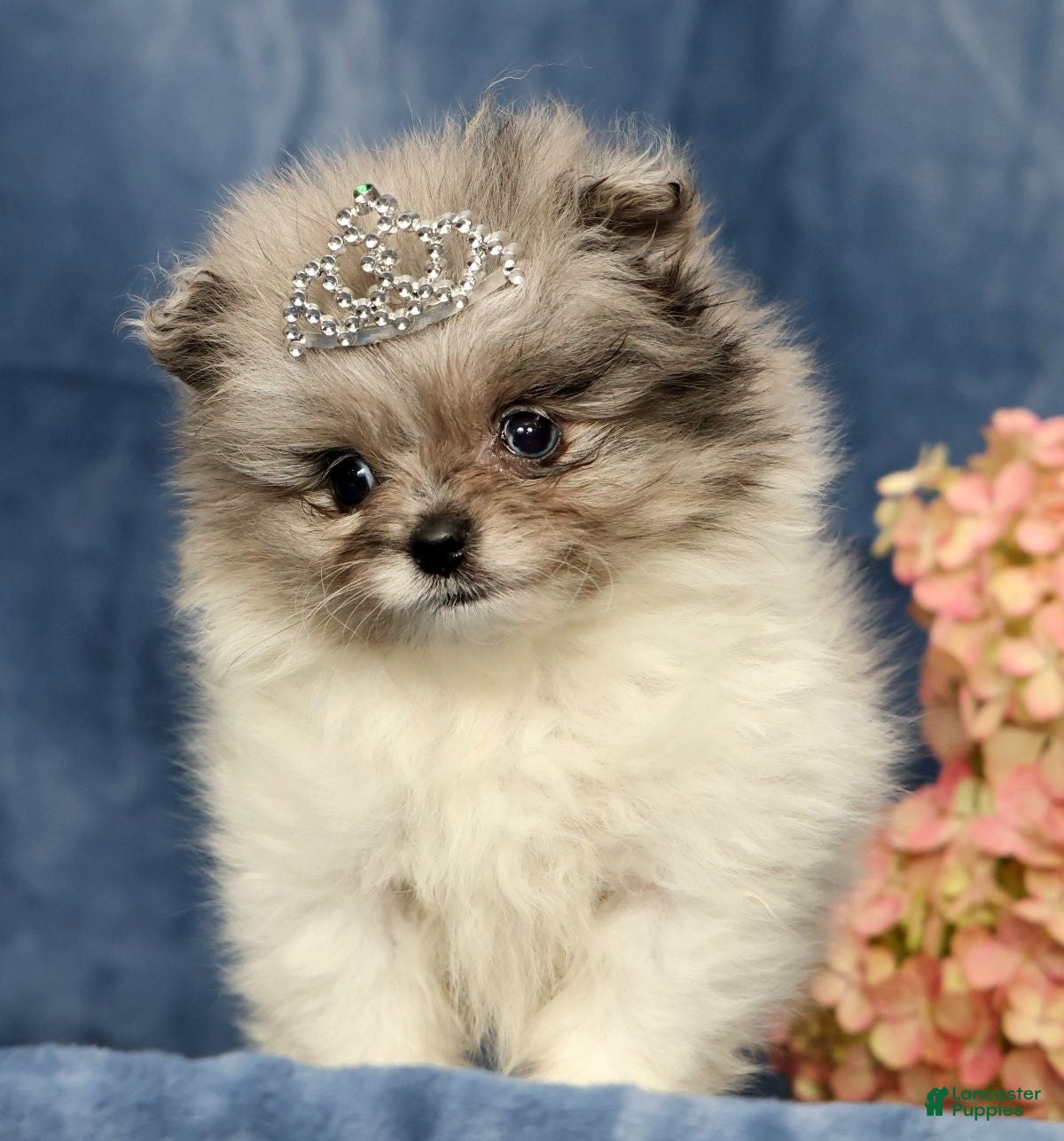 Pomeranian dogs for sale: Lucy - Ad 1
