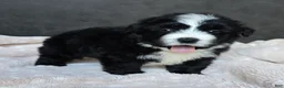 Mini Bernedoodle dogs for sale: Mini Wilson - Ad 13