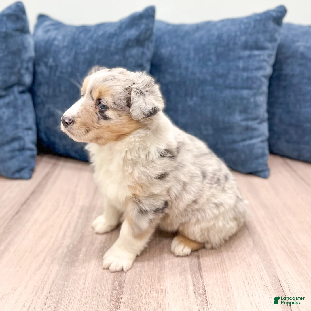 Australian Shepherd dogs for sale: Lacey - Ad 4