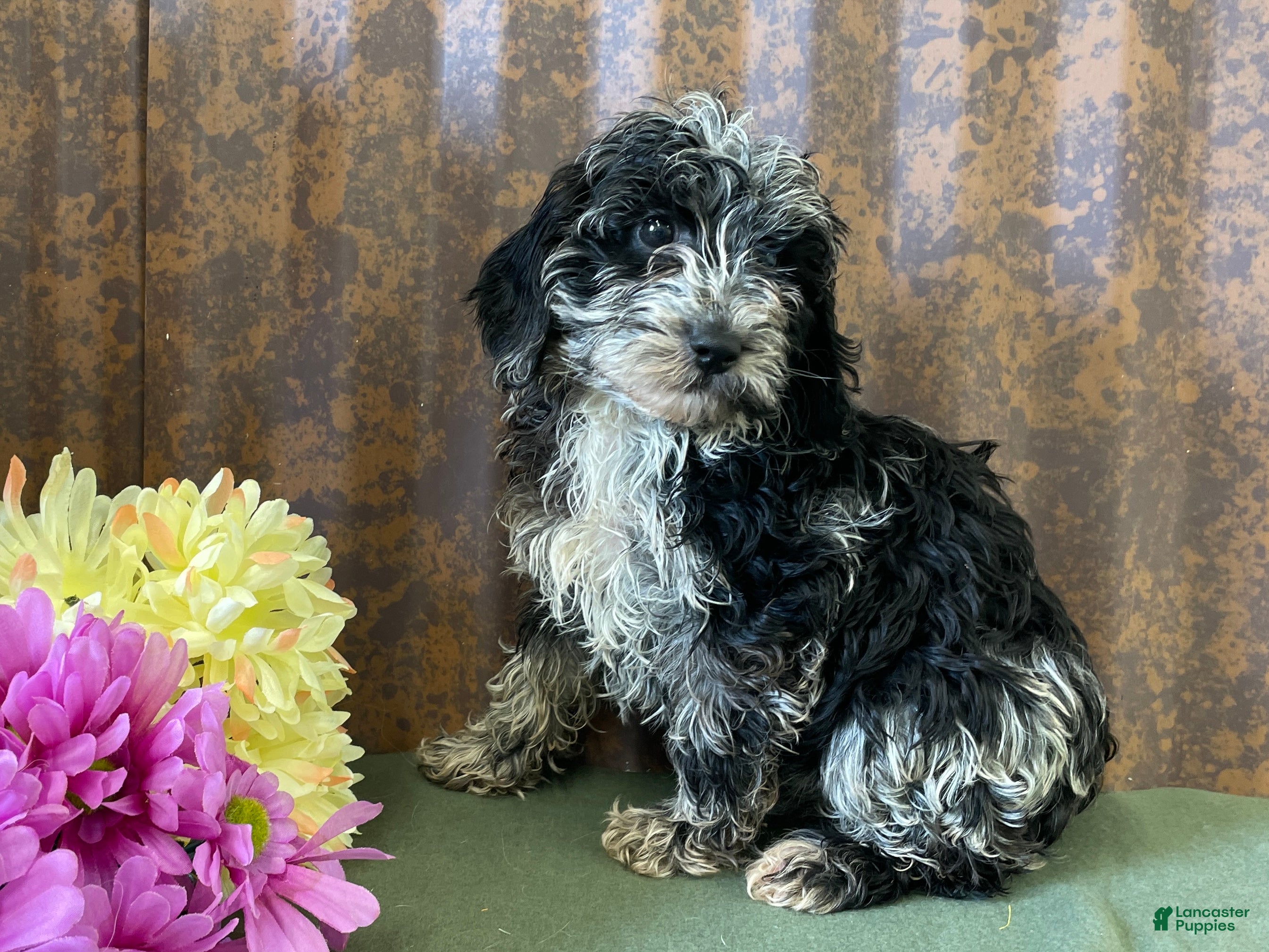 Mini Goldendoodle dogs for sale: Ginger - Ad 1