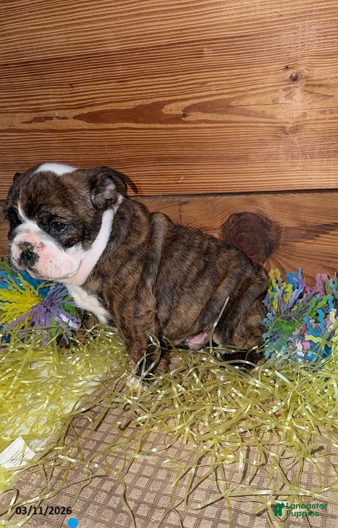 Mixed Breed dogs for sale: Jake - Ad 2