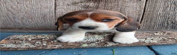Beagle dogs for sale: Snicker - Ad 4