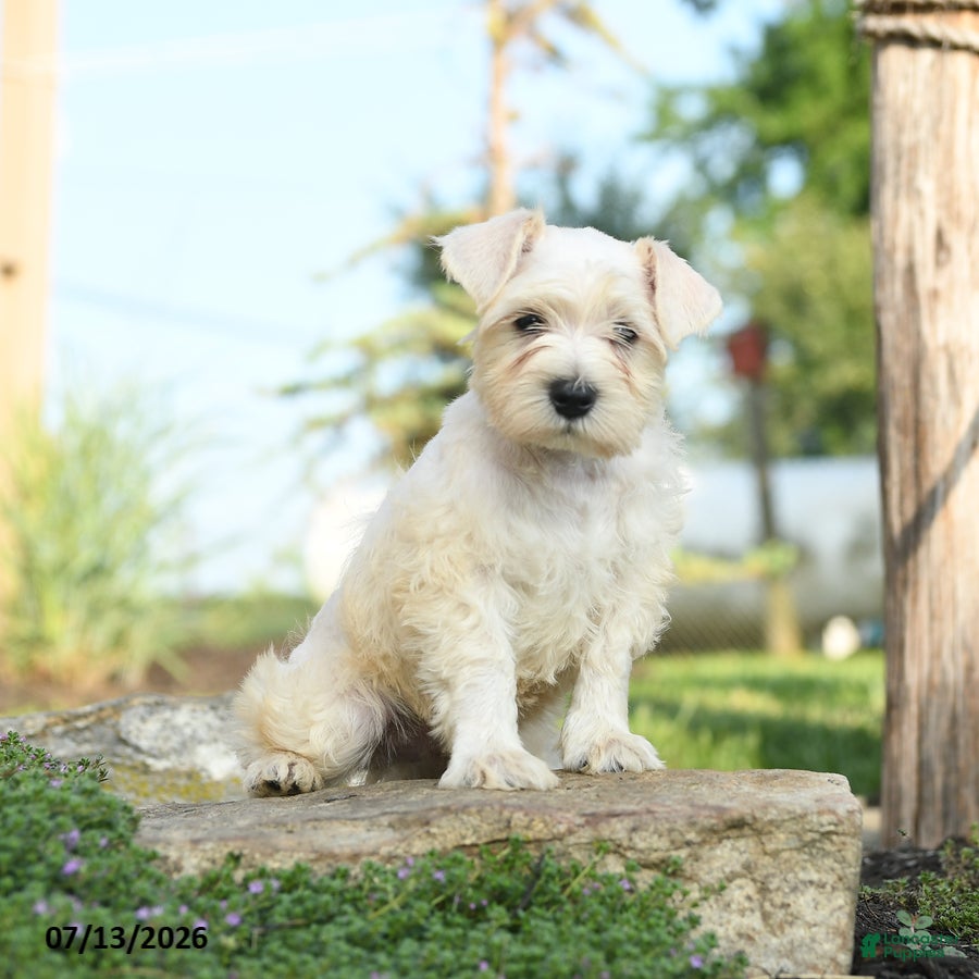 Miniature Schnauzer dogs Lyle - Ad 2