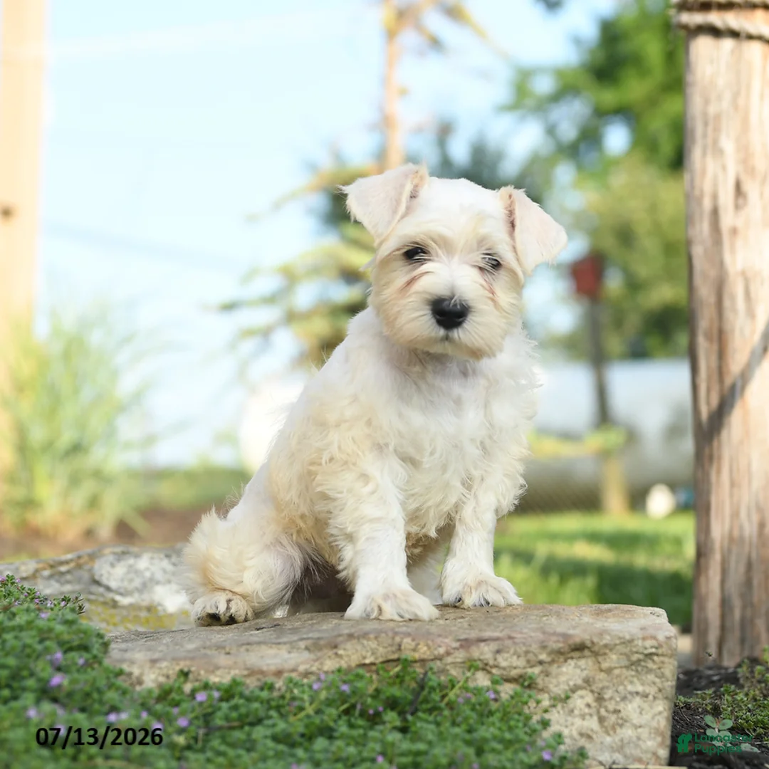 Miniature Schnauzer dogs for sale: Lyle - Ad 2
