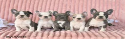 Frenchton dogs for sale: Spencer - Ad 5