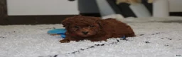 Bichpoo dogs for sale: Simba - Ad 4