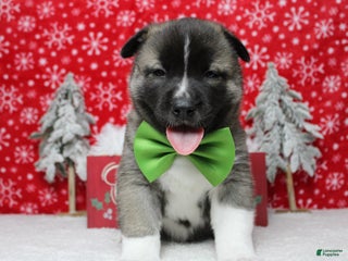 Pomsky dogs Rowan - Ad 2