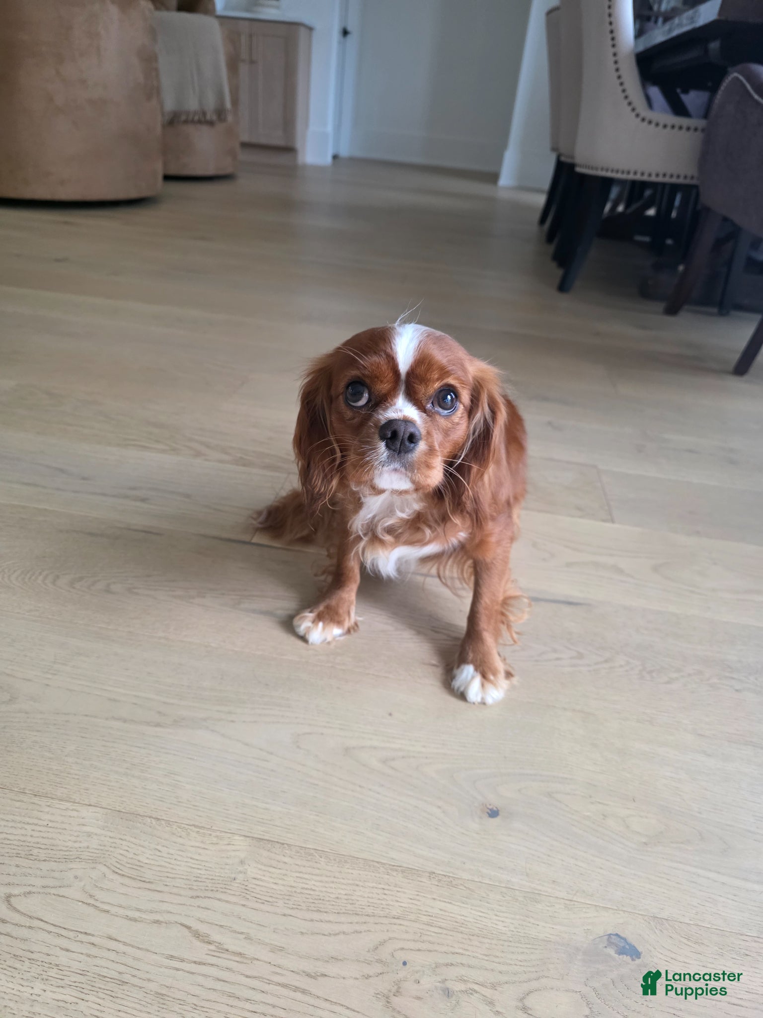 Cavalier King Charles Spaniel dogs Cavalier King Charles Spaniel Puppy 2 - Ad 39