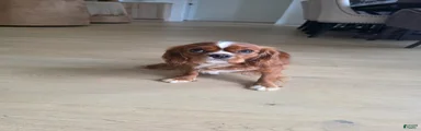 Cavalier King Charles Spaniel Puppy 2