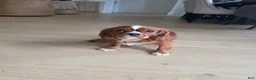 Cavalier King Charles Spaniel dogs for sale: Cavalier King Charles Spaniel Puppy 2 - Ad 1