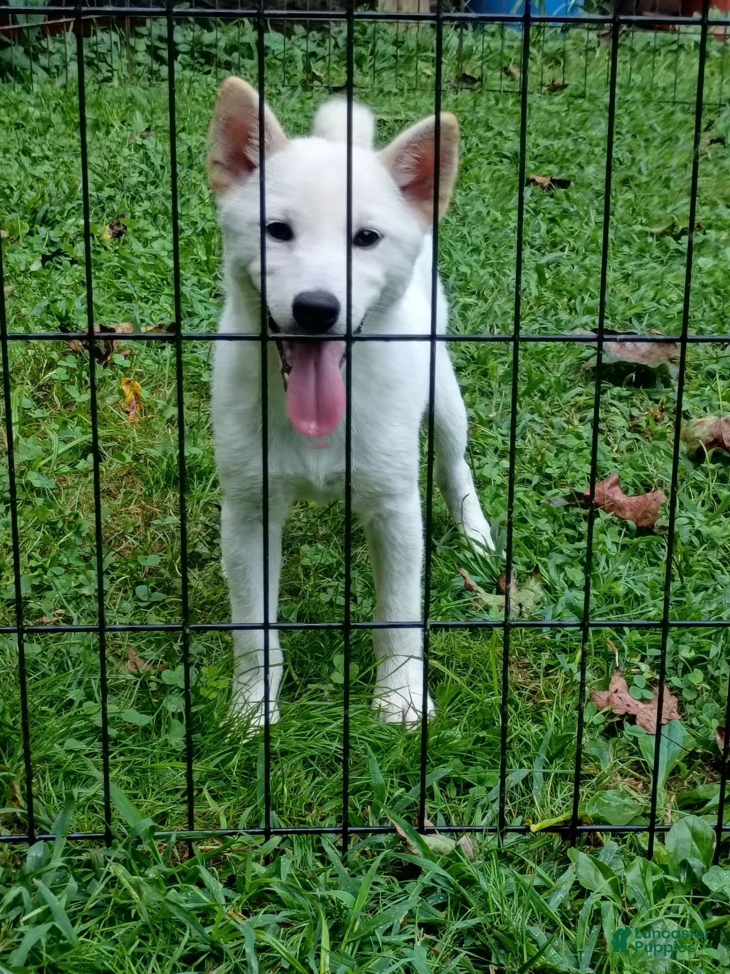 Shiba Inu dogs Reduced  - Ad 39
