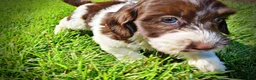 Havapoo dogs for sale: Bubbles - Ad 11