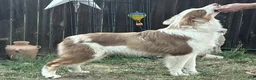 Australian Shepherd dogs for sale: Australian Shepherd 1 - Ad 2