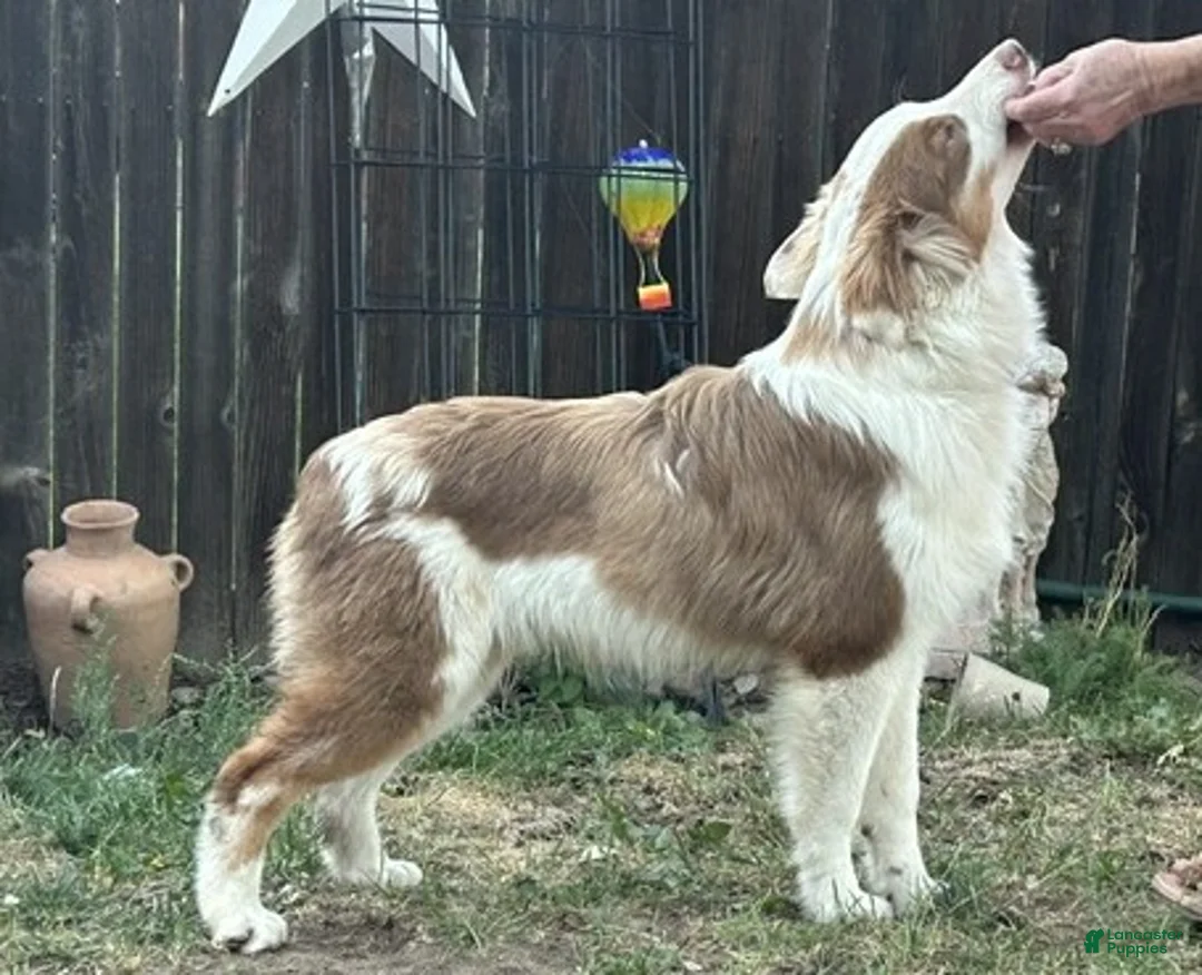 Australian Shepherd dogs for sale: Australian Shepherd 1 - Ad 2