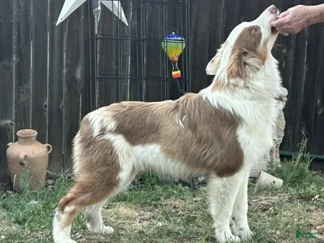 Australian Shepherd dogs for sale: Australian Shepherd 1 - Ad 2