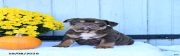 English Bulldog dogs for sale: Chaz - Ad 2