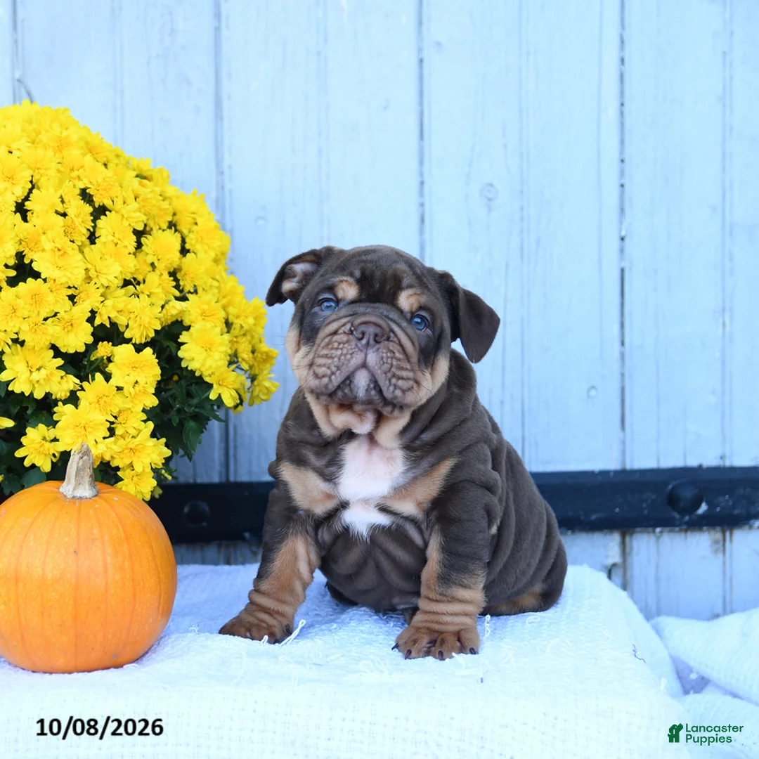 English Bulldog dogs for sale: Chaz - Ad 2