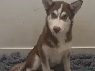 Siberian Husky dogs Alpha - Ad 17