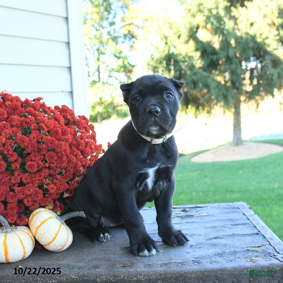 Cane Corso dogs Meadow - Ad 17
