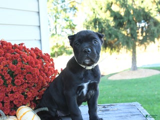 Cane Corso dogs Meadow - Ad 22