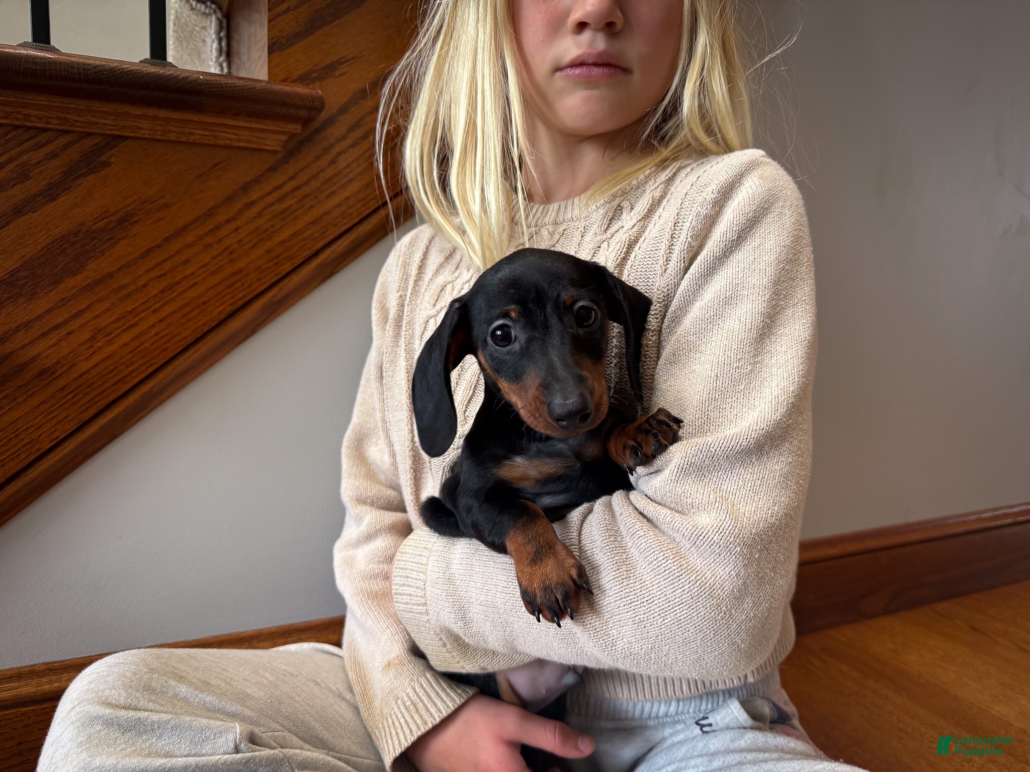 Miniature Dachshund dogs Gus - Ad 1