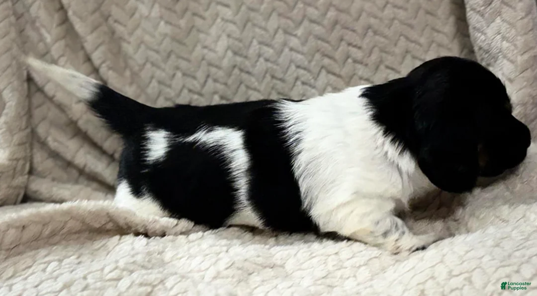 Dachshund dogs for sale: Black n white male - Ad 2