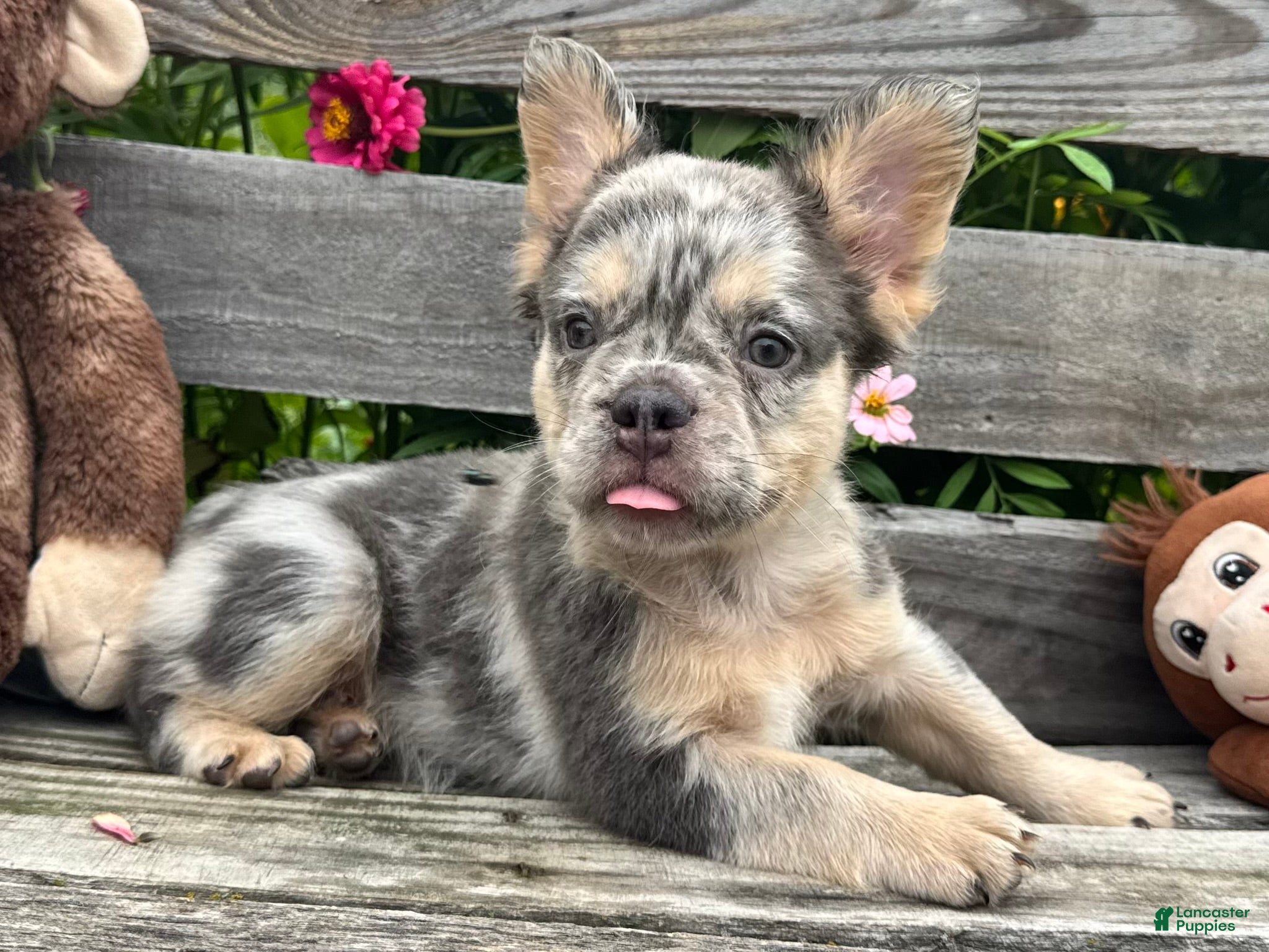 French Bulldog dogs for sale: Grace - Ad 2