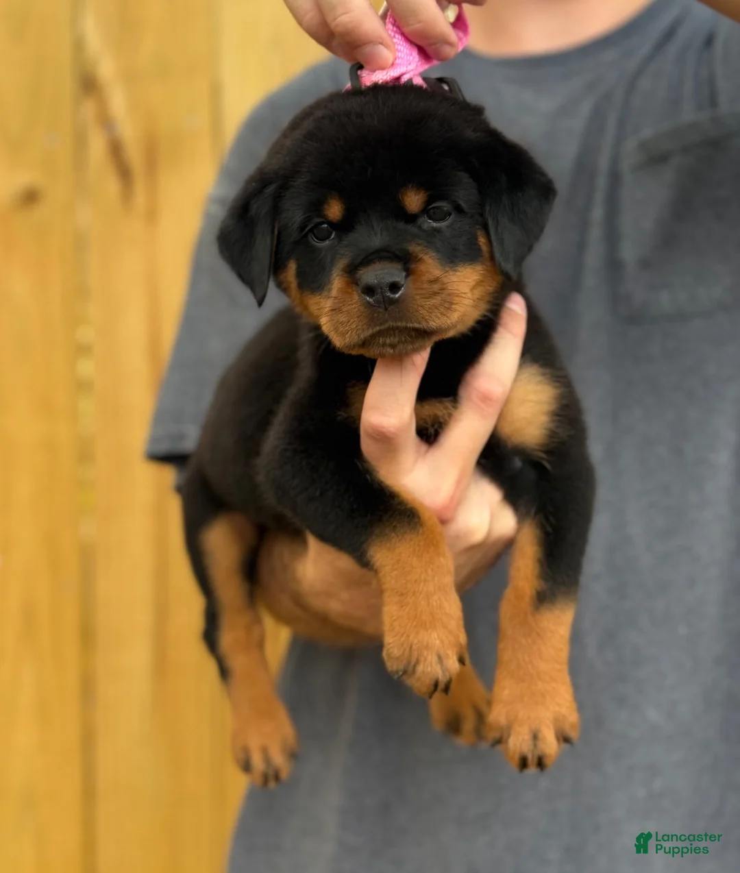 Rottweiler dogs for sale: GINNY - Ad 2
