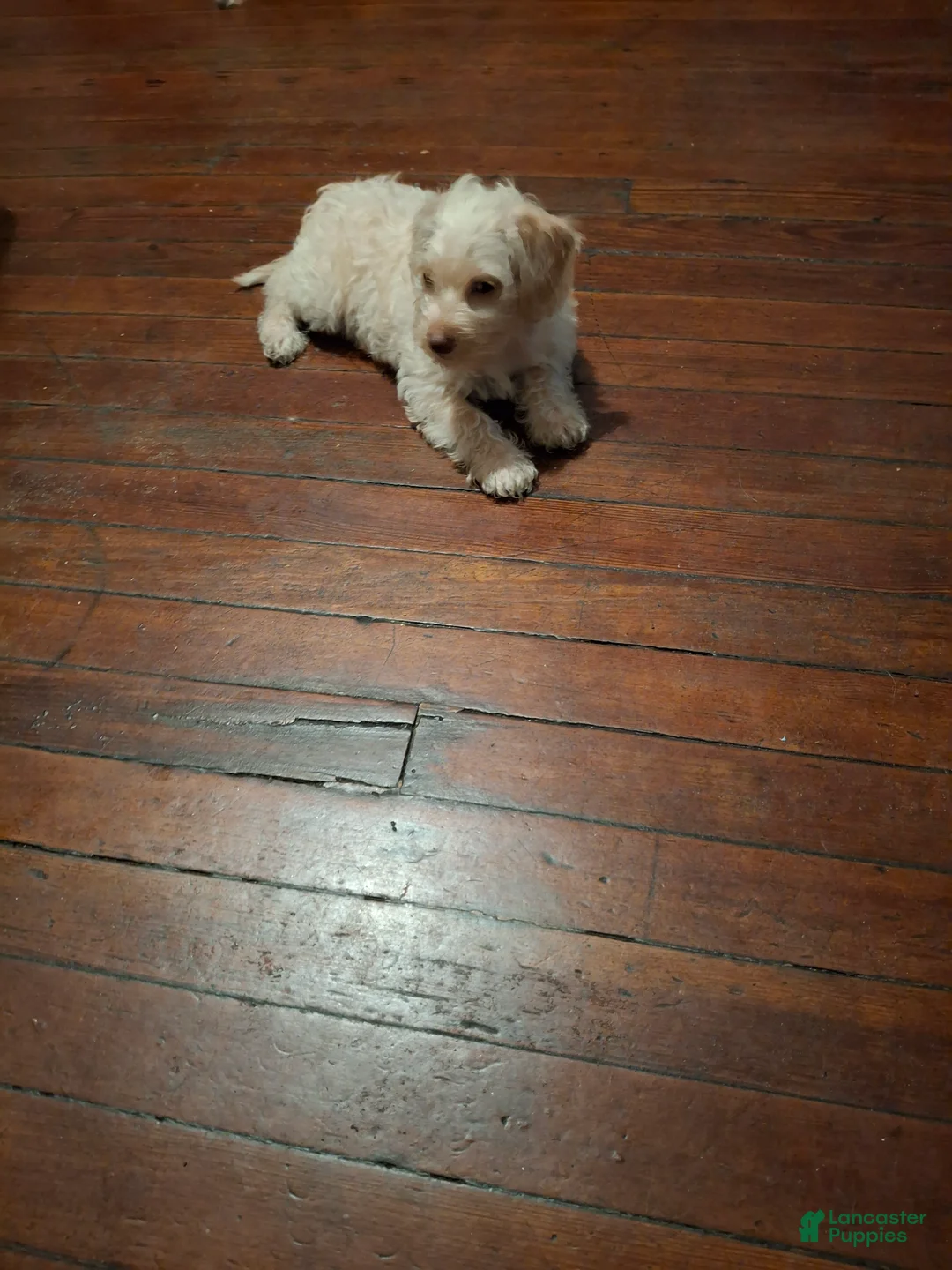 Yorkiepoo dogs for sale: Yorkiepoo 1 - Ad 1