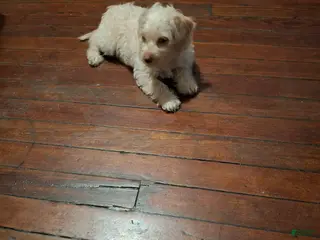 Yorkiepoo dogs Yorkiepoo 1 - Ad 37