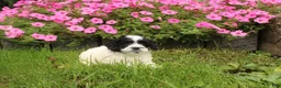 Cavapoochon dogs for sale: Magnum - Ad 4