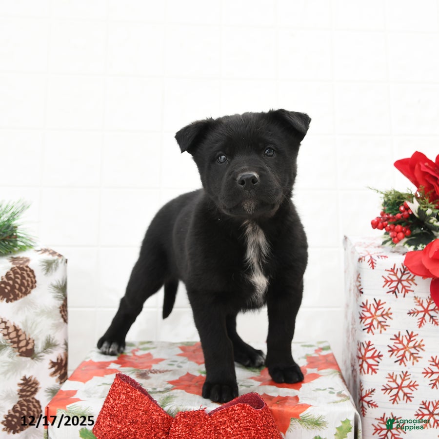 Mixed Breed dogs Goldie - Ad 2