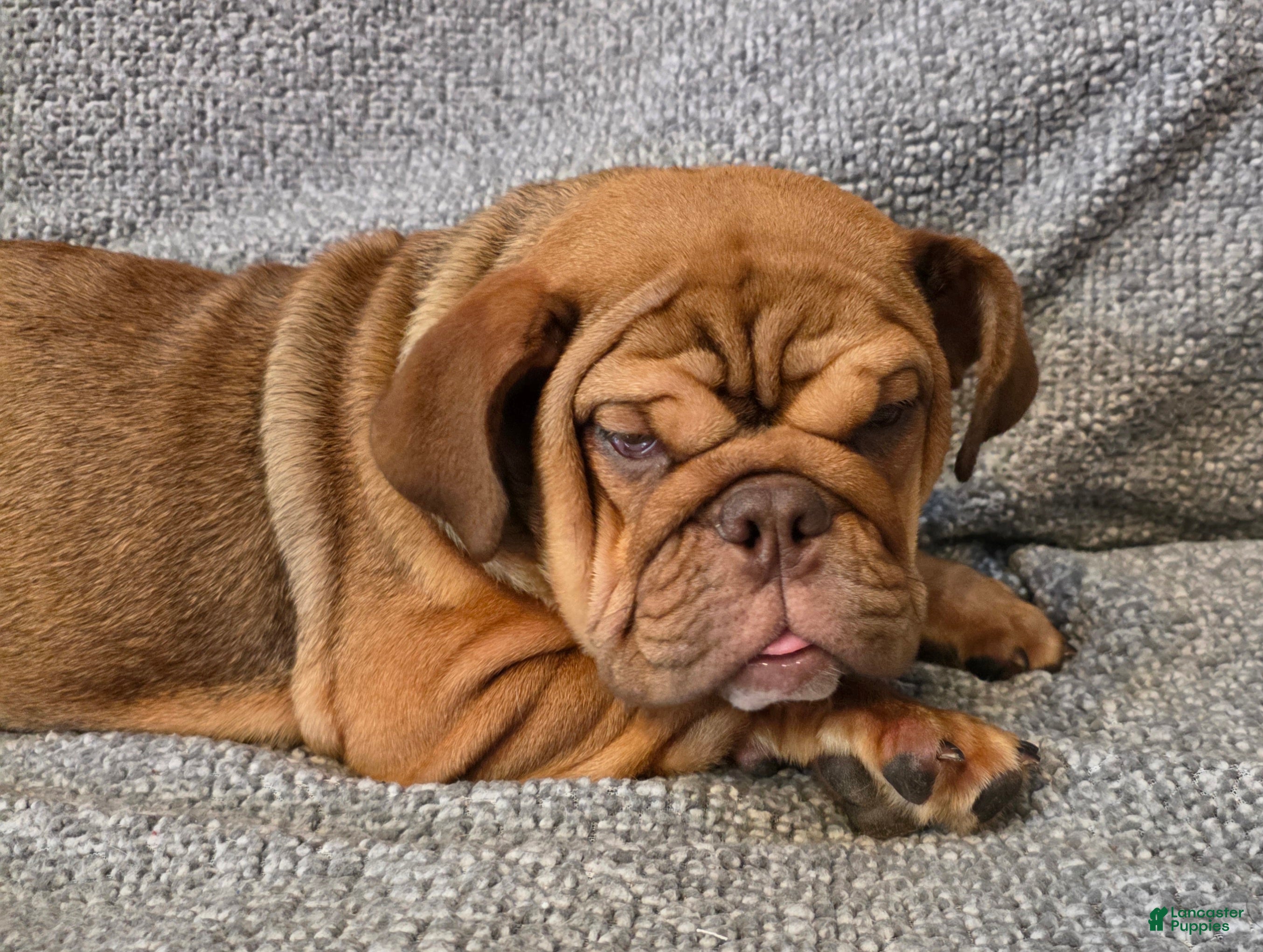 English Bulldog dogs Caroline - Ad 35