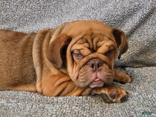 English Bulldog dogs Caroline - Ad 41