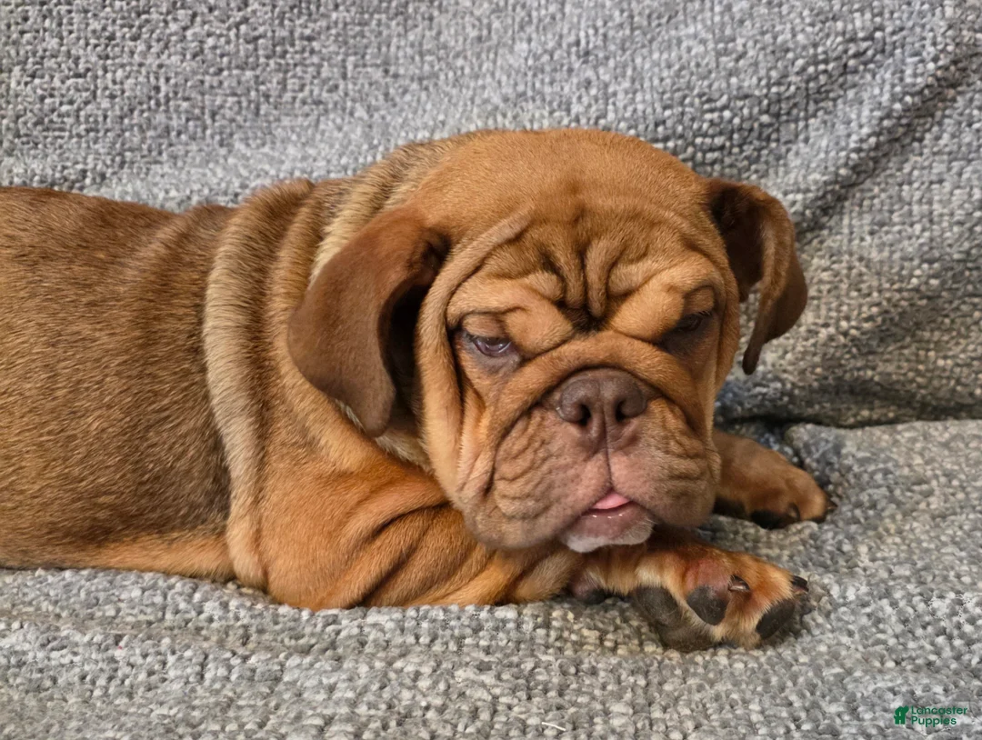 English Bulldog dogs for sale: Caroline - Ad 1