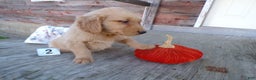 Golden Retriever dogs for sale: Golden Retriever Puppy 2 Mars - Ad 3
