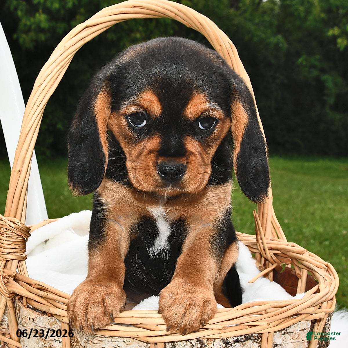 Beaglier dogs Casper - Ad 2