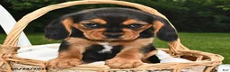 Beaglier dogs for sale: Casper - Ad 2