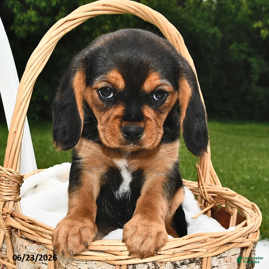 Beaglier dogs for sale: Casper - Ad 2