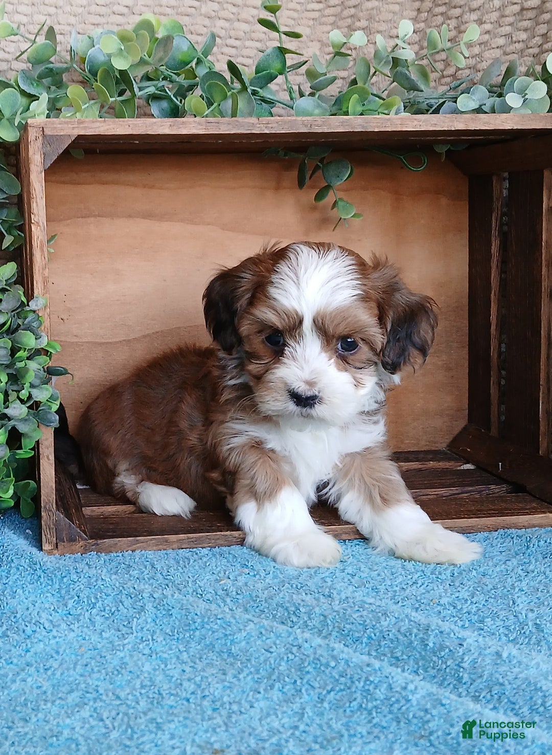 Havanese dogs for sale: Maple  - Ad 2