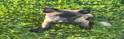 Belgian Malinois dogs for sale: Ciara - Ad 4