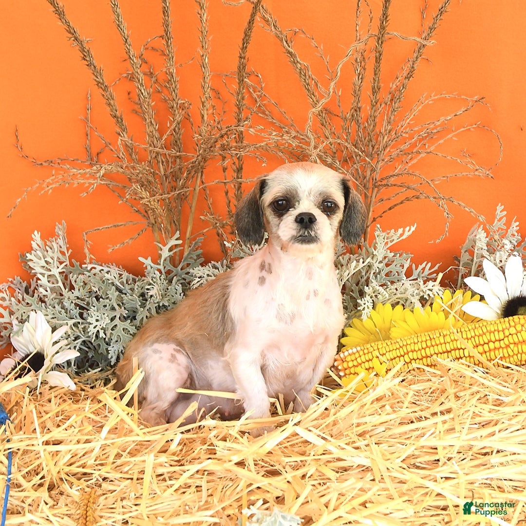 Shih Tzu dogs for sale: Lucky - Ad 6