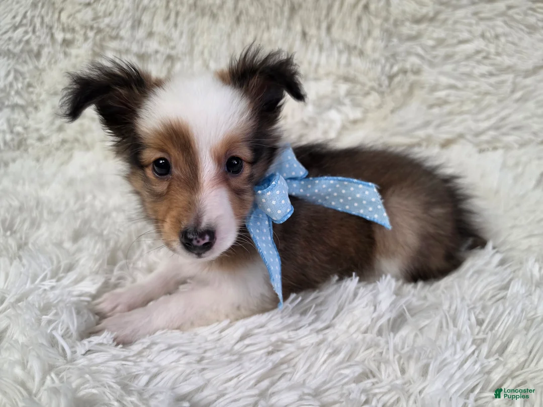 Shetland Sheepdog dogs for sale: Magnus - Ad 10