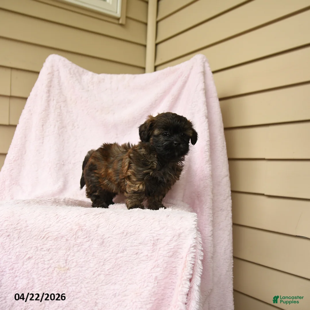 Bichpoo dogs for sale: Gertrude - Ad 2