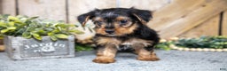 Yorkshire Terrier dogs for sale: Micky - Ad 3
