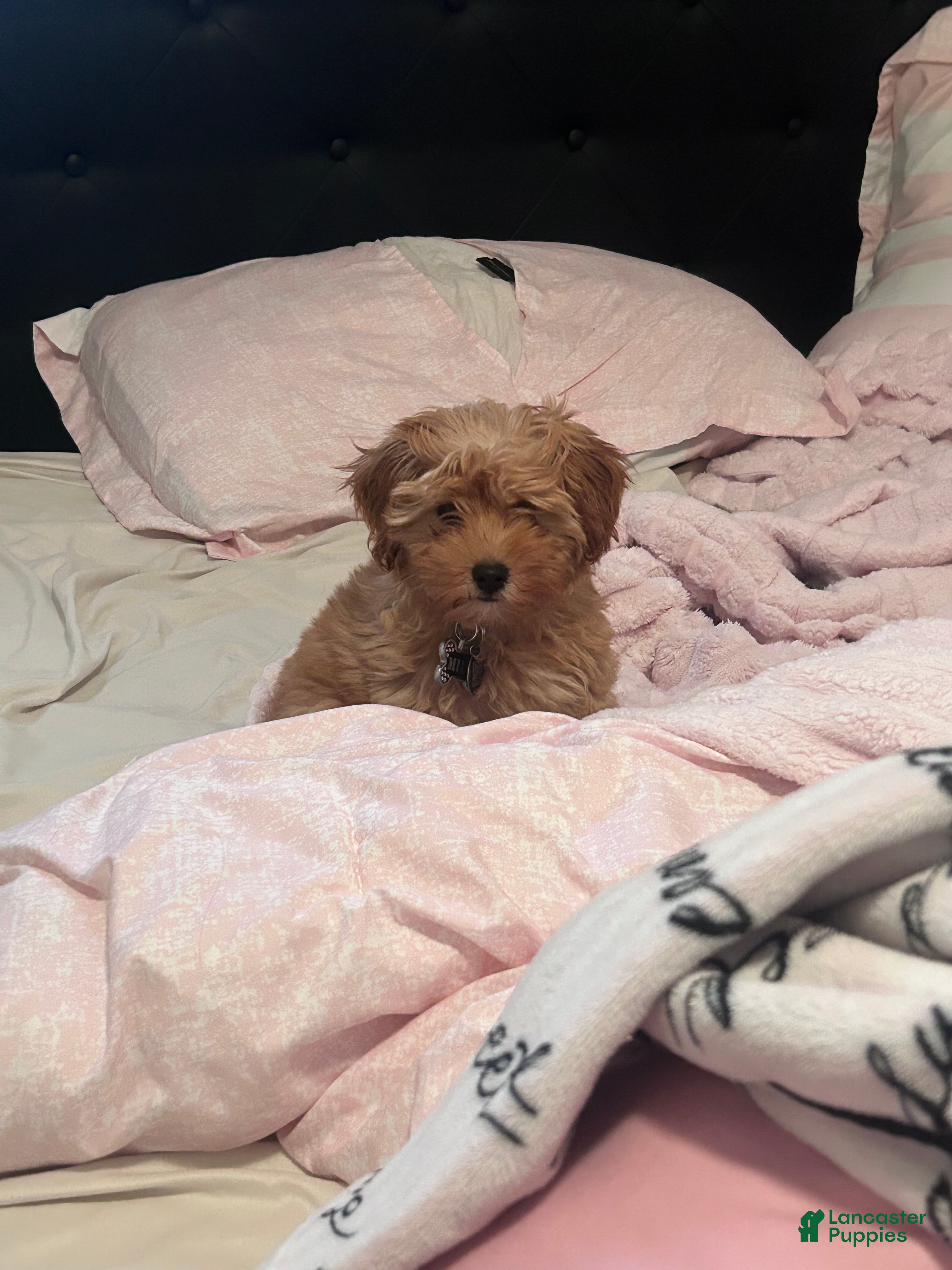 Mixed Breed dogs for sale: Mixed Breed 1 - Ad 2